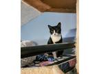 Adopt Tasha a Black & White or Tuxedo American Shorthair (short coat) cat in New