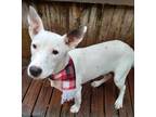 Adopt Alpine a White Bull Terrier / Mixed Breed (Medium) / Mixed dog in