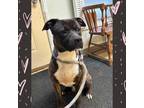 Adopt King a Brindle - with White American Staffordshire Terrier / American Pit