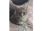 Adopt Farmerette a Gray, Blue or Silver Tabby Domestic Shorthair (short coat)