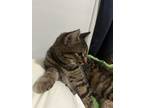 Adopt Luna a Brown Tabby Domestic Shorthair (short coat) cat in Brantford