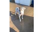 Adopt Bella a White - with Tan, Yellow or Fawn American Staffordshire Terrier /