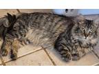 Adopt Rachelle a Brown Tabby Domestic Mediumhair (medium coat) cat in