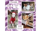 Adopt Possum a White - with Red, Golden, Orange or Chestnut Rat Terrier / Mixed