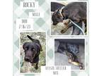 Adopt Rocky a Brindle Australian Shepherd / Australian Cattle Dog / Mixed dog in