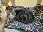 Adopt Jeffwee a Brown Tabby Domestic Shorthair (short coat) cat in Myrtle Beach