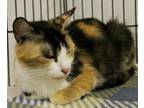 Adopt Sienna a All Black Domestic Shorthair / Mixed Breed (Medium) / Mixed