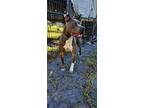 Adopt Prince a Gray/Blue/Silver/Salt & Pepper American Staffordshire Terrier /