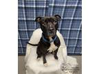 Adopt Sammie a Brindle American Pit Bull Terrier / Mixed Breed (Medium) / Mixed