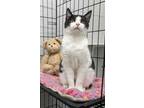 Adopt Janet a All Black Domestic Shorthair / Mixed Breed (Medium) / Mixed (short