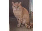 Adopt Turkey a Tan or Fawn Domestic Shorthair / Mixed Breed (Medium) / Mixed