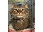Adopt Isabella a Brown Tabby Domestic Longhair / Mixed Breed (Medium) / Mixed