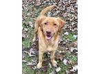 Adopt Shay a Red/Golden/Orange/Chestnut Golden Retriever / Mixed Breed (Medium)