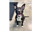 Adopt Meena a Black Terrier (Unknown Type, Medium) / Mixed Breed (Medium) /