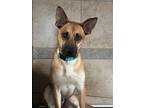 Adopt Forrest 2 a Tan/Yellow/Fawn Carolina Dog / Mixed Breed (Medium) / Mixed