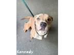Adopt Kennedy a Tan/Yellow/Fawn American Pit Bull Terrier / Mixed Breed (Medium)