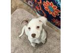 Adopt Bell a Brindle - with White Labrador Retriever / Boxer / Mixed dog in