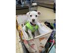 Adopt Snowflake a White Labrador Retriever / Boxer / Mixed dog in Tolland
