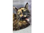 Adopt Mallory (on hold) a Tortoiseshell Domestic Longhair (long coat) cat in