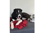 Adopt Dash a Black - with White Border Collie / Husky / Mixed dog in Cornelius