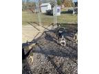 Adopt Boomer a Merle Australian Shepherd / Shepherd (Unknown Type) / Mixed dog