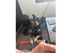 Adopt Gabriel a Black - with Gray or Silver Miniature Pinscher / Terrier