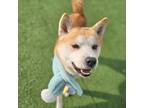 Adopt Logan a Brown/Chocolate - with White Shiba Inu / Mixed dog in Ottawa