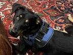 Adopt Puppy a Black - with Tan, Yellow or Fawn Rottweiler / German Shepherd Dog