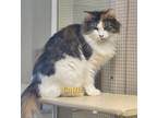 Adopt Callie a Domestic Shorthair / Mixed (short coat) cat in Cedar Rapids