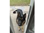 Adopt Echo a Black - with Brown, Red, Golden, Orange or Chestnut German Shepherd
