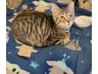 Adopt Rocket a Brown Tabby Domestic Shorthair / Mixed (short coat) cat in Ball