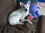 Adopt Jewels a White - with Black Australian Cattle Dog / Mixed dog in Colorado