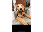 Adopt Rocky a Brown/Chocolate - with White Poodle (Standard) / Mixed dog in