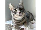 Adopt BB a Gray, Blue or Silver Tabby Domestic Shorthair / Mixed (short coat)
