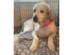 Adopt Molly a White Great Pyrenees / Mixed dog in Greeneville, TN (40612294)