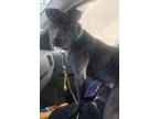 Adopt Midnight a Black - with White Labrador Retriever / Pit Bull Terrier /