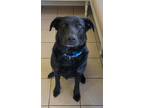 Adopt Bahament a Black Labrador Retriever / Great Dane / Mixed dog in Locust