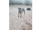 Adopt Ranger a Merle Great Dane / Catahoula Leopard Dog / Mixed dog in Los
