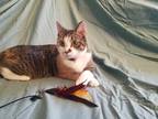 Adopt Darla a Brown Tabby Domestic Mediumhair (medium coat) cat in Okemah
