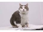 Adopt Fatima a White Domestic Shorthair / Mixed Breed (Medium) / Mixed (short