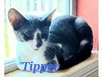 Adopt Tipper a Spotted Tabby/Leopard Spotted Domestic Shorthair / Mixed cat in