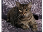 Adopt Mimosa a Brown Tabby Domestic Shorthair / Mixed Breed (Medium) / Mixed