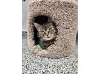 Adopt Ariel a Brown Tabby Domestic Shorthair / Mixed Breed (Medium) / Mixed