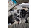 Adopt Blue a Merle Australian Shepherd / Mixed dog in Parker, KS (40607756)