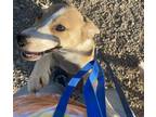 Adopt Beast & Bandit a White - with Tan, Yellow or Fawn Australian Shepherd /