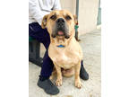 Adopt Shrek a Tan/Yellow/Fawn Mixed Breed (Small) / Mixed (short coat) dog in