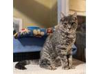 Adopt Arnold a Gray or Blue Domestic Shorthair / Mixed Breed (Medium) / Mixed