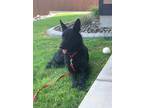 Adopt Camlyn a Black German Shepherd Dog / Mixed dog in West Richland