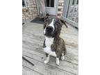 Adopt Holly a Boxer / Whippet / Mixed dog in Waxhaw, NC (40112120)