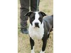 Adopt Oscar a American Pit Bull Terrier / Mixed dog in Dexter, MO (40593330)